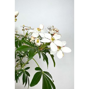 Oranger du mexique 'greenfingers ' taill