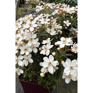 Oranger du mexique 'greenfingers ' taill