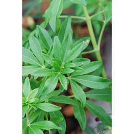 Oranger du mexique 'greenfingers ' taill