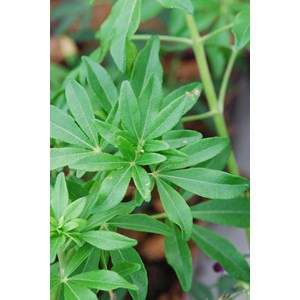 Oranger du mexique 'greenfingers ' taille du pot - en pot de 5 litres