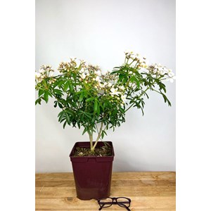 Oranger du mexique 'greenfingers ' taill