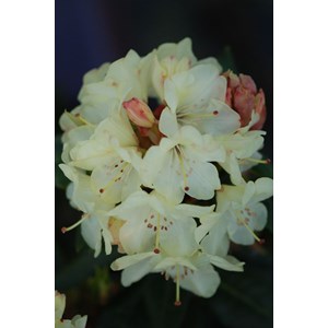 Rhododendron 'nancy evans' taille du pot