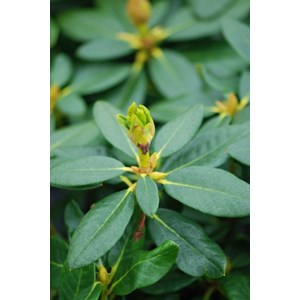 Rhododendron 'nancy evans' taille du pot