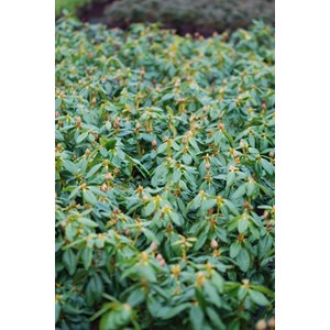 Rhododendron 'nancy evans' taille du pot