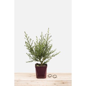 Lilas de californie 'puget blue' taille