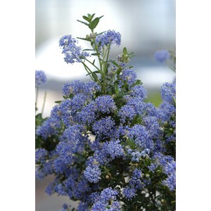 Lilas de californie 'puget blue' taille