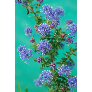Lilas de californie 'puget blue' taille