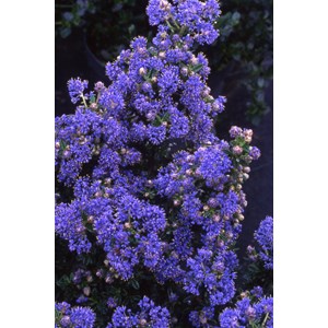 Lilas de californie 'puget blue' taille