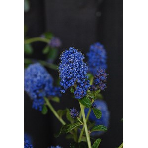 Lilas de californie 'repens' taille du p