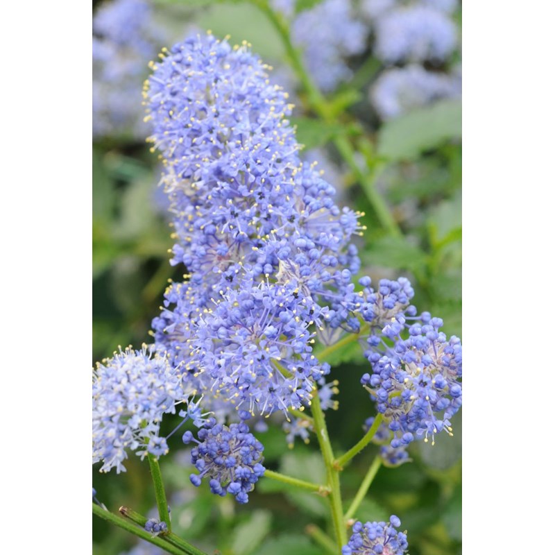 Roué Pépinières - Lilas de californie 'repens' taille du pot - en pot de 3 litres