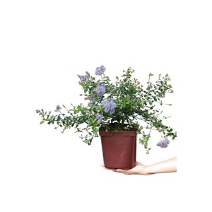 Lilas de californie 'repens' taille du pot - en pot de 3 litres