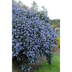 Lilas de californie 'repens' taille du p