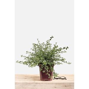 Lilas de californie 'repens' taille du p