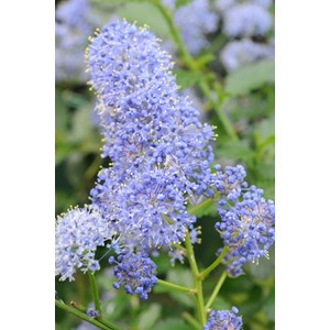 Lilas de californie 'repens' taille du pot - en pot de 5 litres