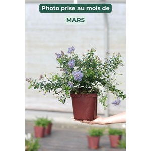 Lilas de californie 'repens' taille du pot - en pot de 5 litres