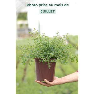 Lilas de californie 'repens' taille du pot - en pot de 5 litres