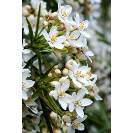 Oranger du mexique 'aztec pearl' taille