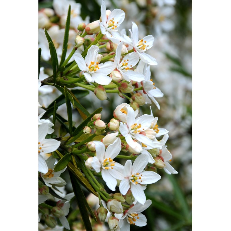 Oranger du mexique 'aztec pearl' taille du pot - en pot de 3 litres