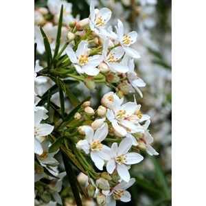 Oranger du mexique 'aztec pearl' taille