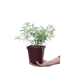 Oranger du mexique 'aztec pearl' taille