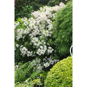 Oranger du mexique 'aztec pearl' taille