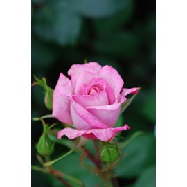 Rosier 'lyon lumières' taille du pot -