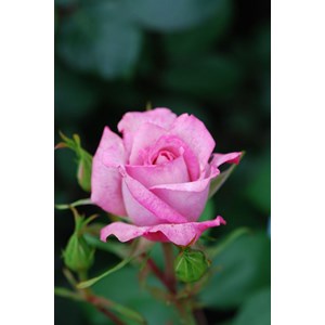 Rosier 'lyon lumières' taille du pot -