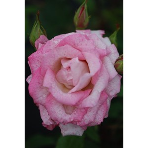 Rosier 'lyon lumières' taille du pot -