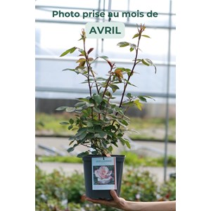 Rosier 'lyon lumières' taille du pot -