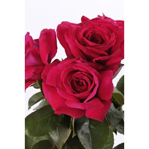 Rosier 'reine des parfums' ? Taille du pot - en pot de 5 litres