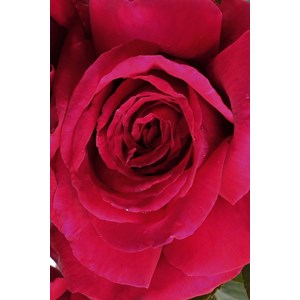 Rosier 'reine des parfums' ? Taille du p