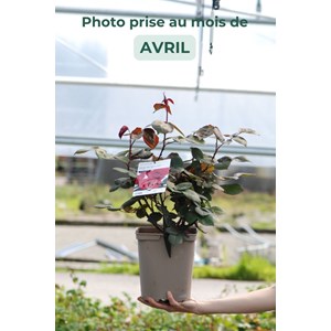 Rosier 'reine des parfums' ? Taille du p