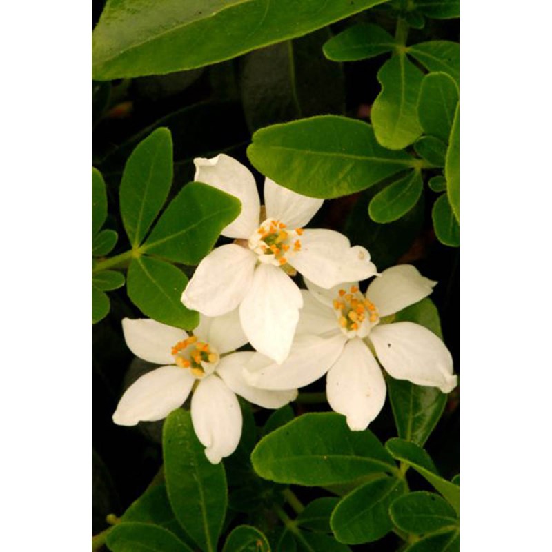 Roué Pépinières - Oranger du mexique ternata taille du pot - en pot de 3 litres