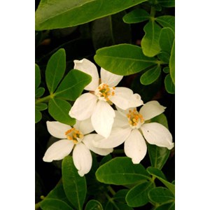 Oranger du mexique ternata taille du pot