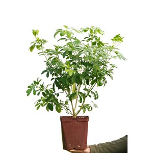 Oranger du mexique ternata taille du pot