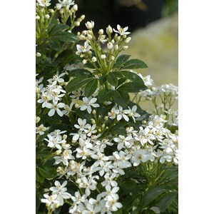 Oranger du mexique ternata taille du pot