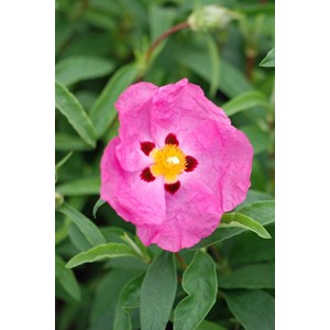 Ciste purpureus taille du pot - en pot d