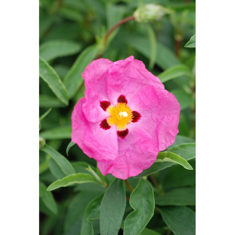 Ciste purpureus taille du pot - en pot de 3 litres