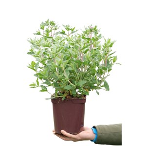 Ciste purpureus taille du pot - en pot d