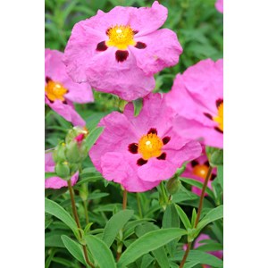 Ciste purpureus taille du pot - en pot d