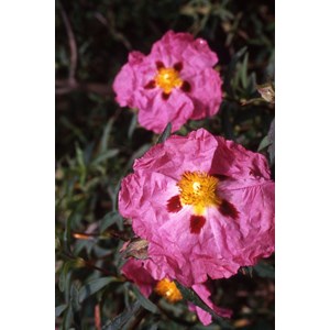 Ciste purpureus taille du pot - en pot de 3 litres