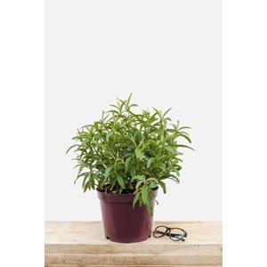 Ciste purpureus taille du pot - en pot de 3 litres