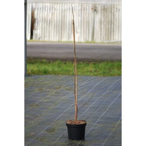 Magnolia 'sweet merlot' taille du pot -