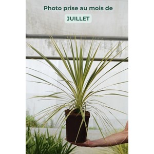 Cordyline 'lime passion' taille du pot -
