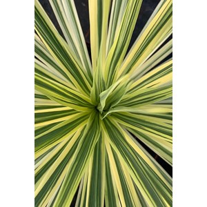 Cordyline 'lime passion' taille du pot -