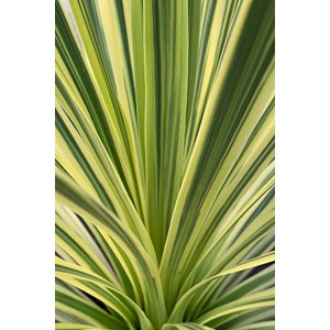 Cordyline 'lime passion' taille du pot - en pot de 3 litres