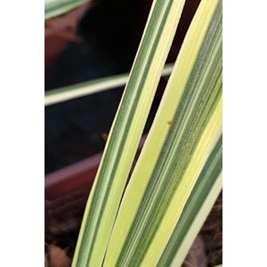 Cordyline 'lime passion' taille du pot -