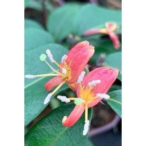 Lonicera marinella taille du pot - en po