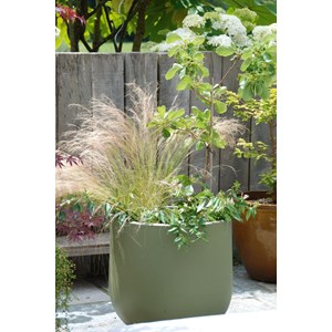 Lonicera marinella taille du pot - en po