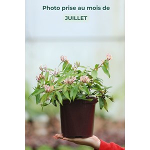 Lonicera marinella taille du pot - en po